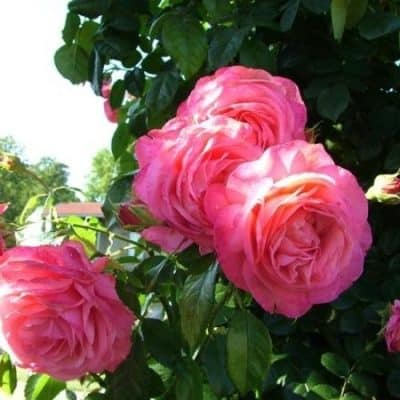 Rosanna (Розанна), Kordes Германия, 1993г